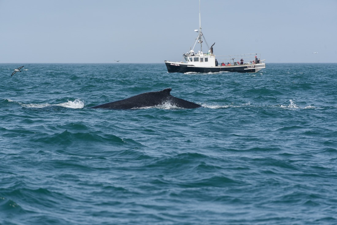 First sight of a whale for me