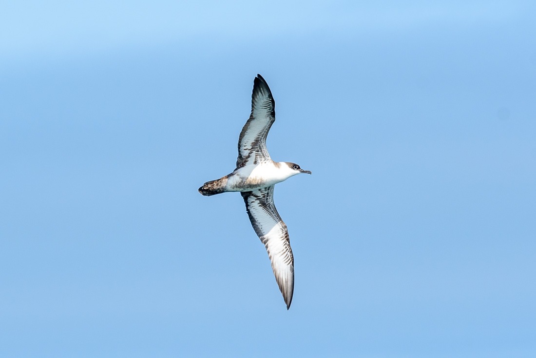 Great Shearwater
