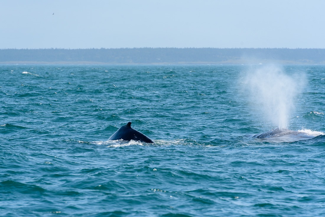 Humpback mom and calf