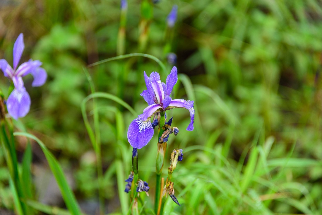 Blue Flag Iris