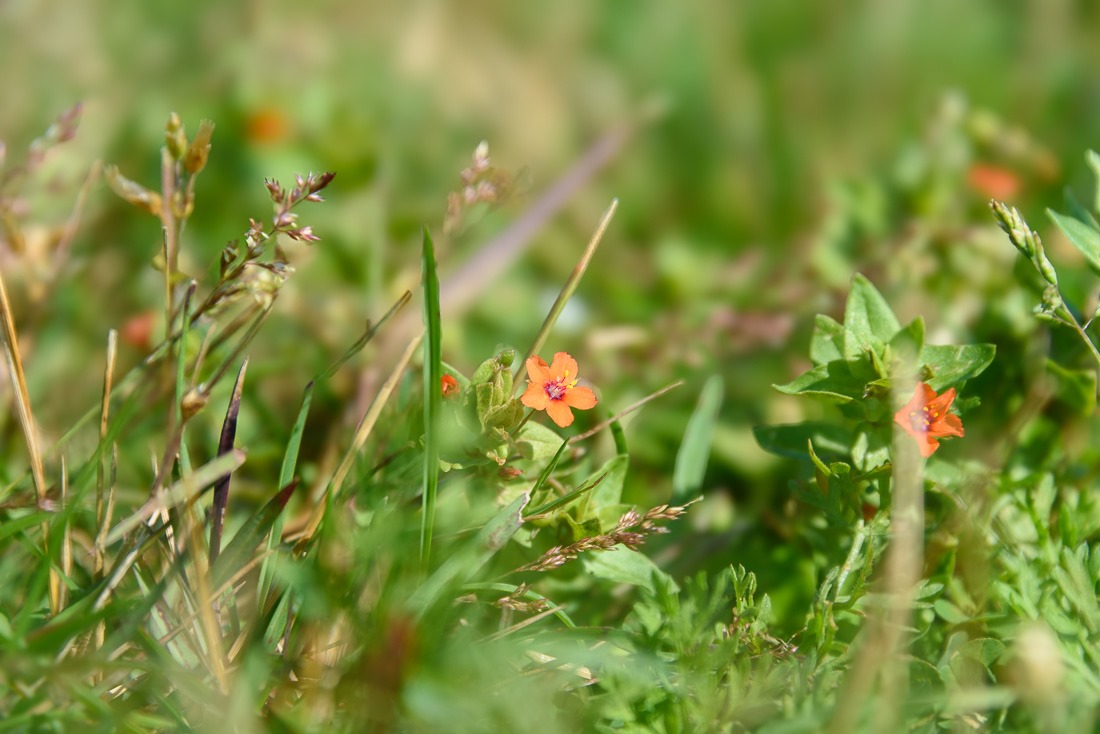 Tiny Scarlet Pimpernel
