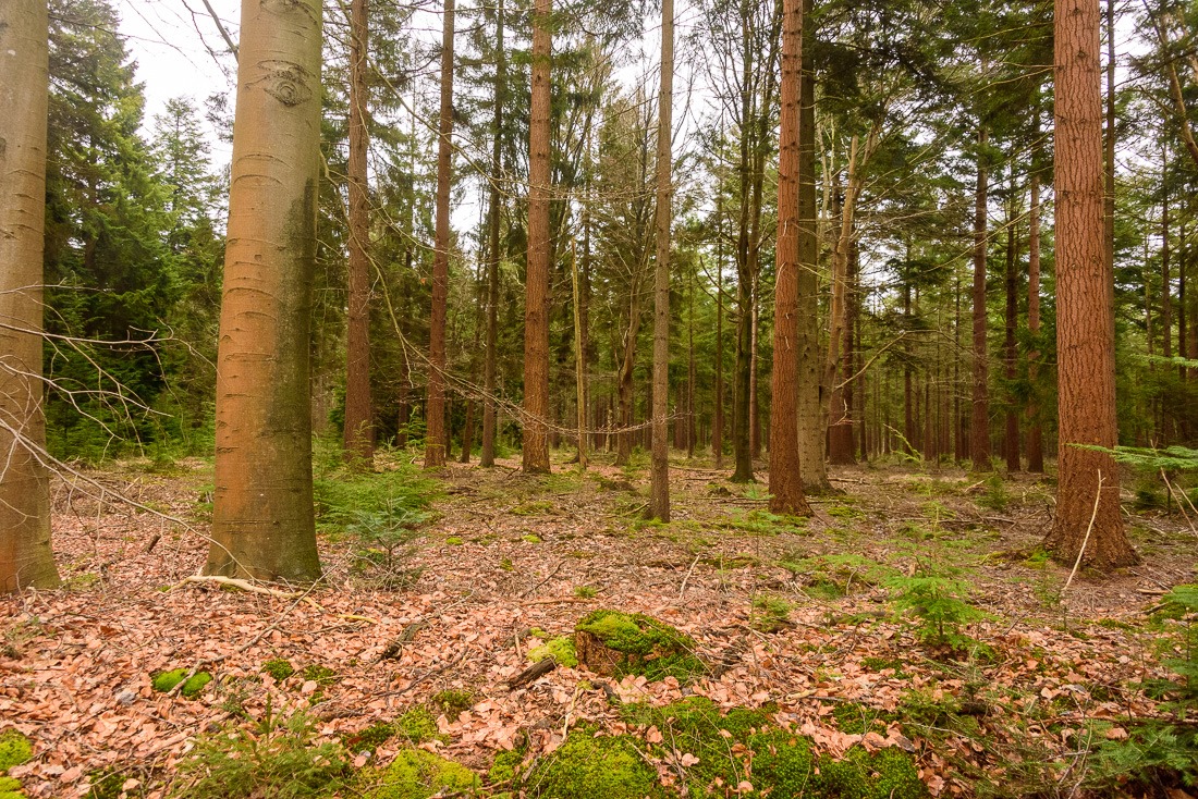 Trees hiding the forest
