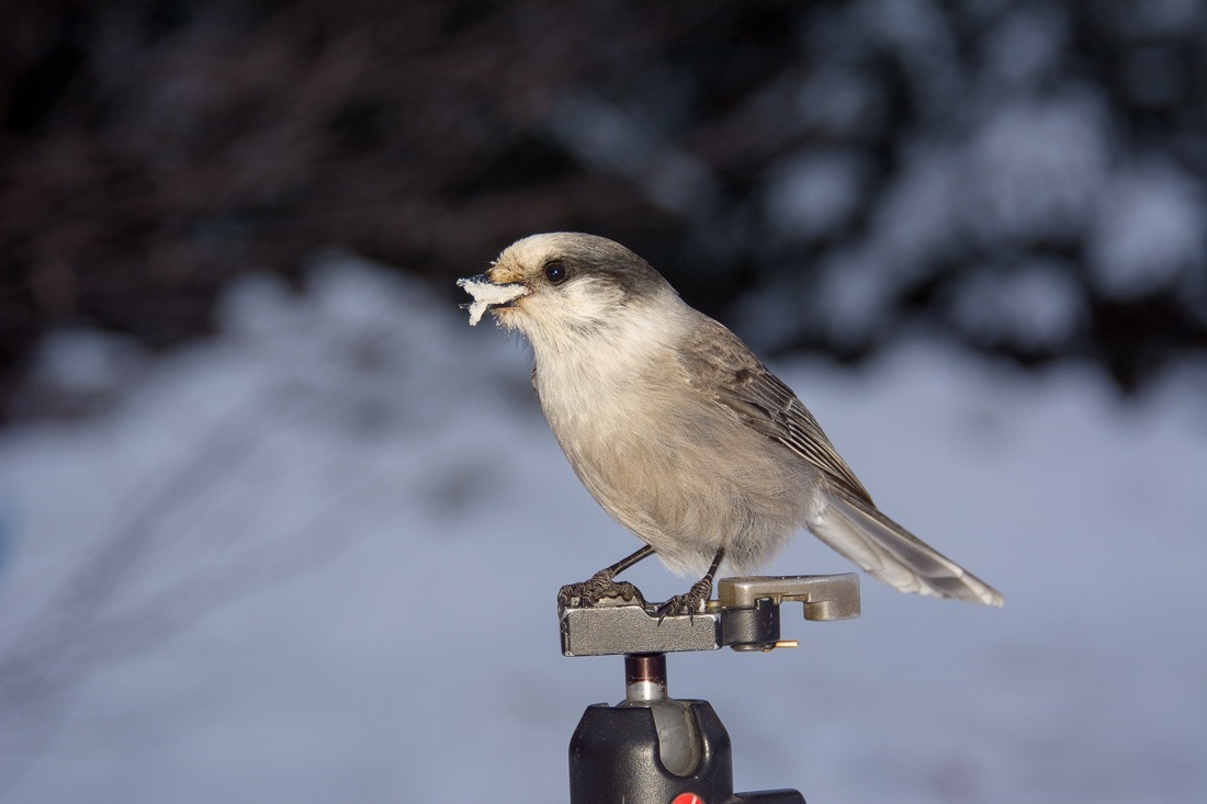 Grey Jay