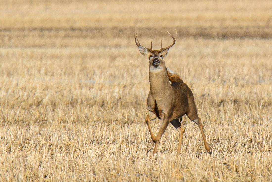 Startled by my presence. I had been shooting him and his wife for some time already. Then I stepped away from the car to get a different angle. My silhouette was enough to make them bolt...