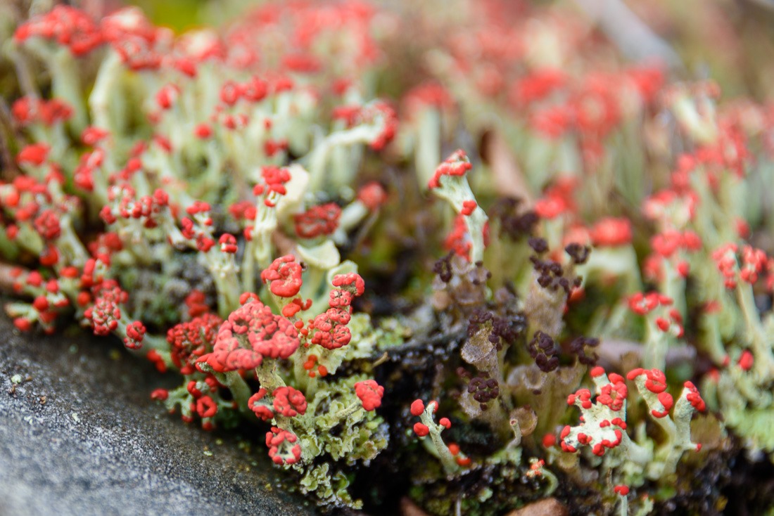 British Soldier Lichen
