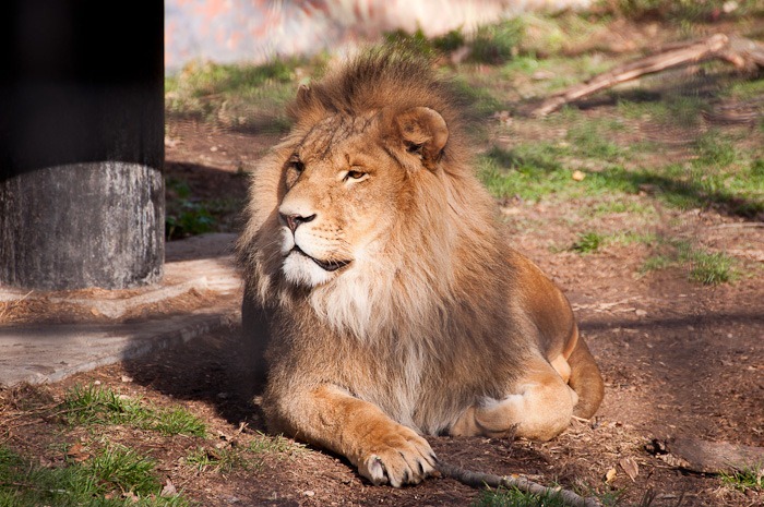 The King