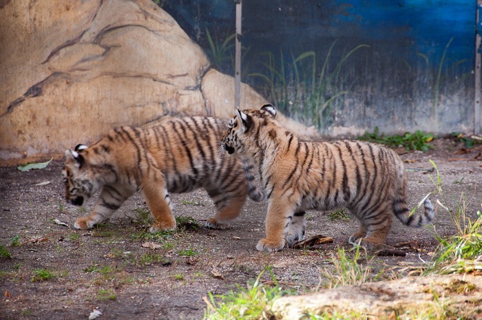 Sarma and Reka