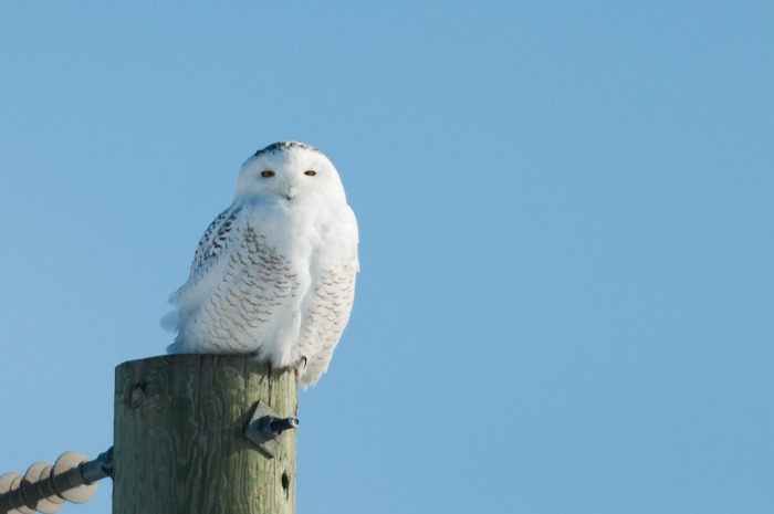 Snowy Owl