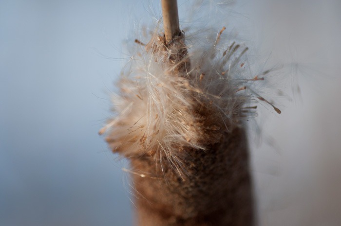 Bull rush, losing its hairs