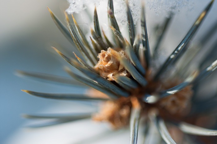 Fir cone, up close