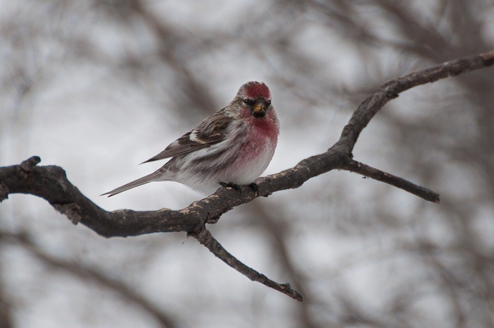 Common Redpoll