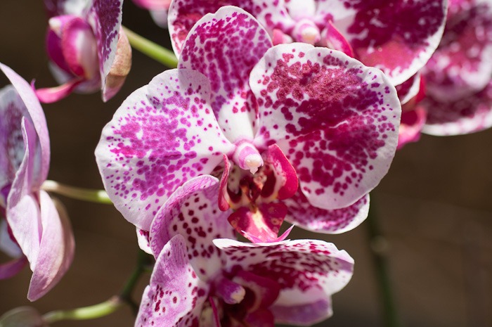 Orchid