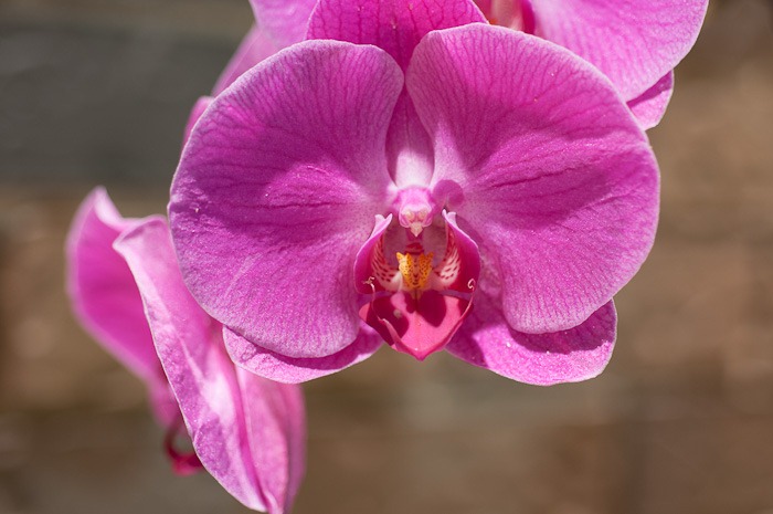 Orchid