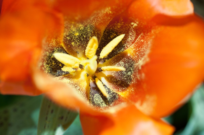 Tulip