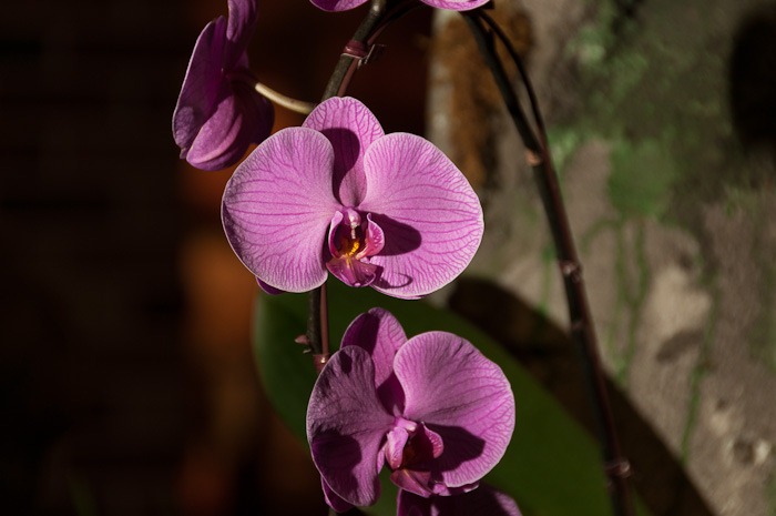 Orchid