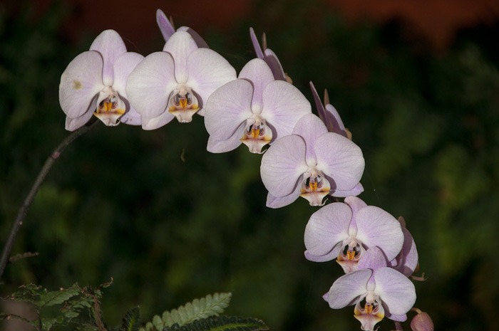 Orchid