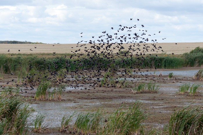 Only Red-winged blackbirds