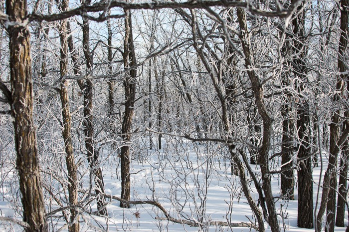 Straight into the trees