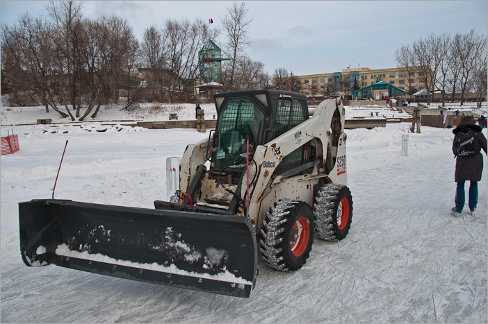 Bobcat on ice