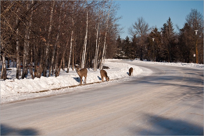 Mother deer with two young