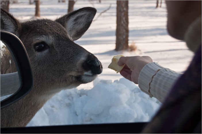Sniffing the food