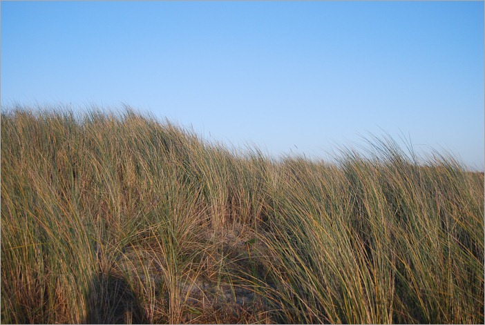 Dune grass with self portrait shadow
