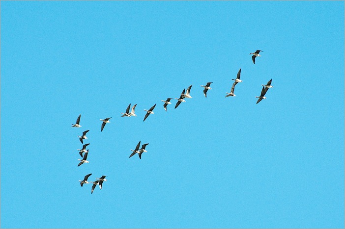 Arrival of the Canada geese
