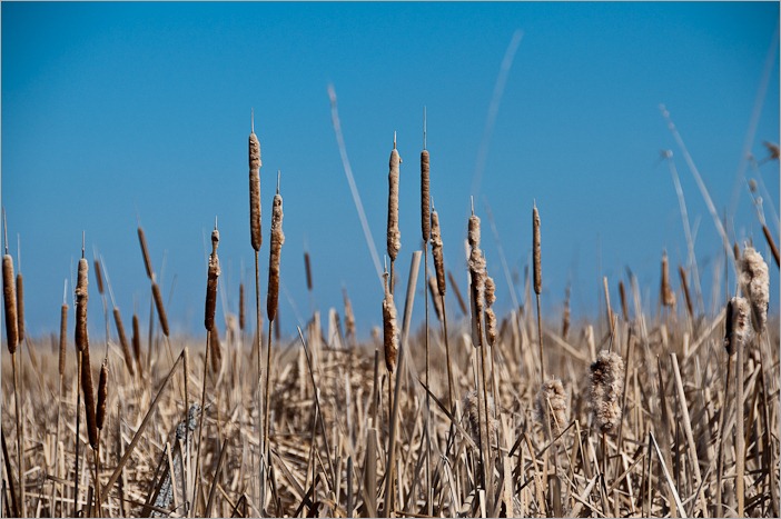Reeds, cattails and high grass
