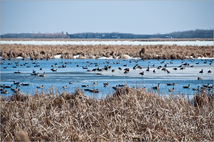 Geese resting from their trip