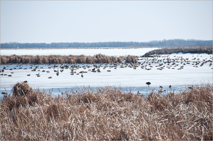 The colony on the ice
