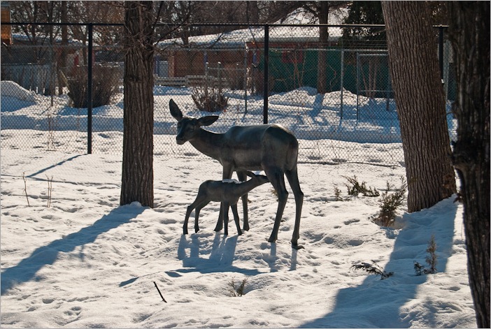 Deer with fawn