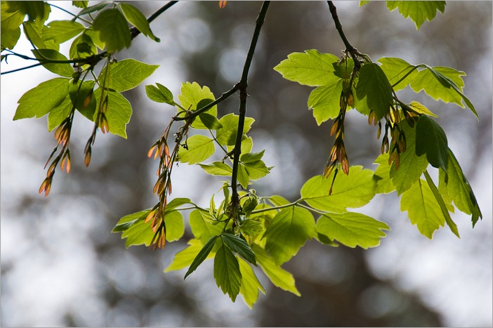 Young leaves in the sun