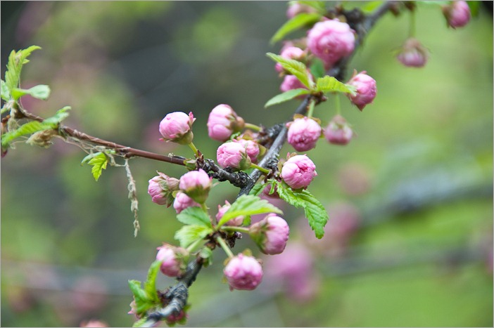 Blossoms, a few more days