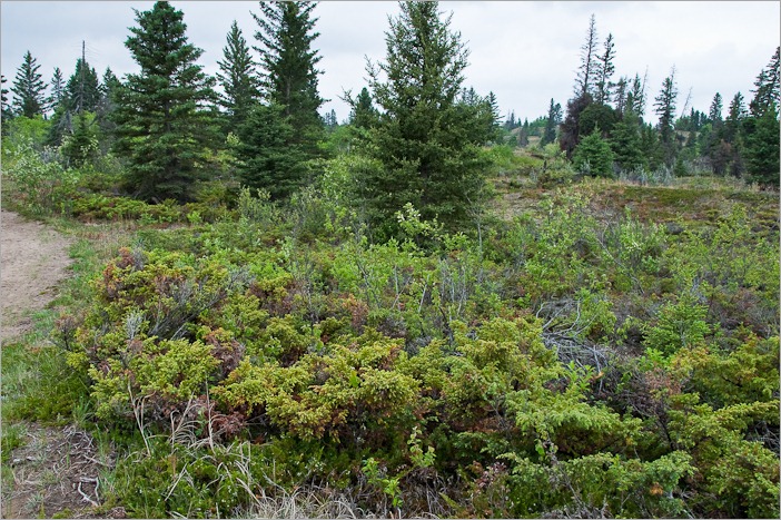 Heavy scented shrubs and trees.