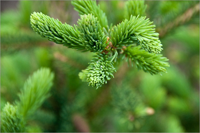 New shoots