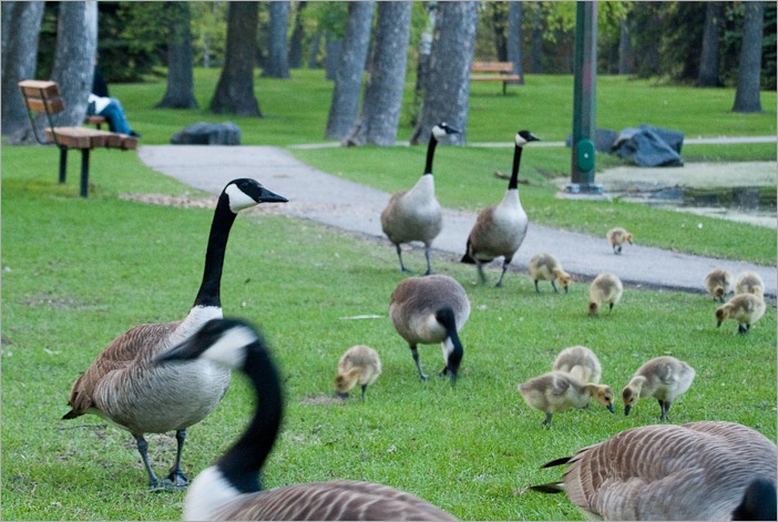 Last year’s geese