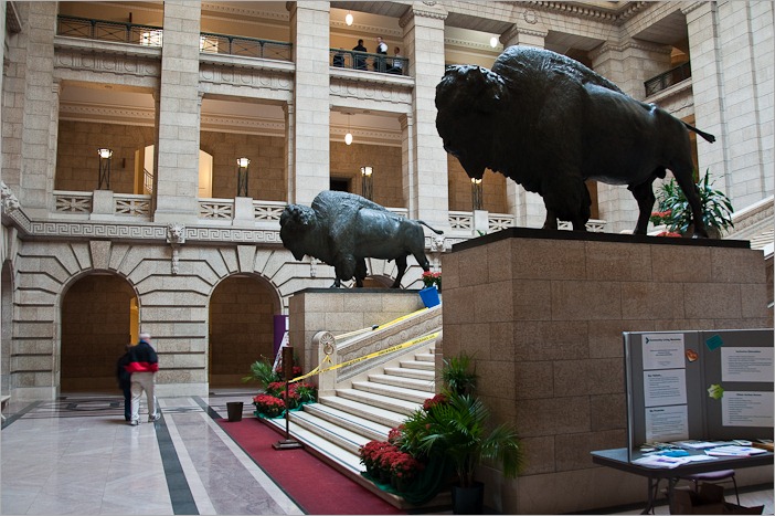 The bison