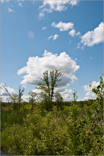 Lots of green in the Assiniboine Forest