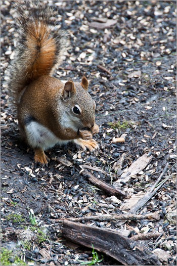 Young squirrel feeding on leftovers