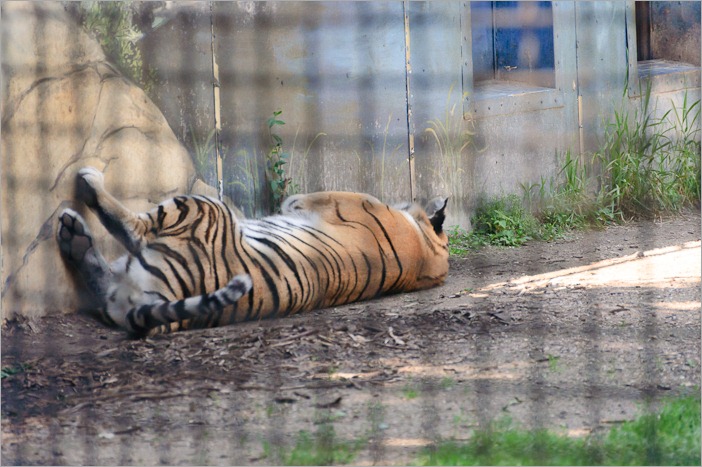  “Tyger, Tyger, burning bright…”, well, not this one…