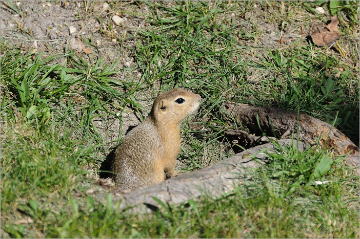 Shy groundhog, living free in the zoo