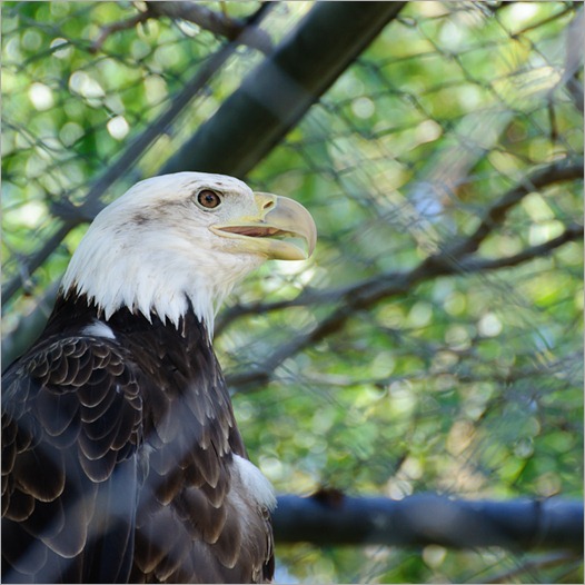 White headed eagle