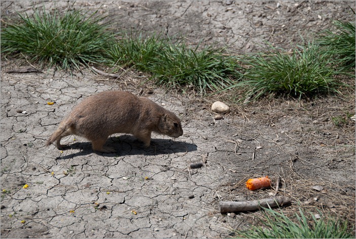 Looking for some carrot