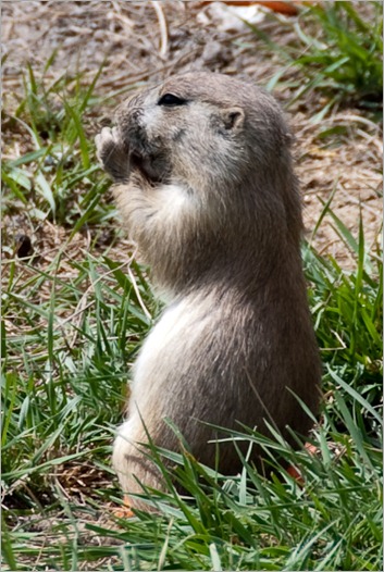 Meet Pete the prairie dog