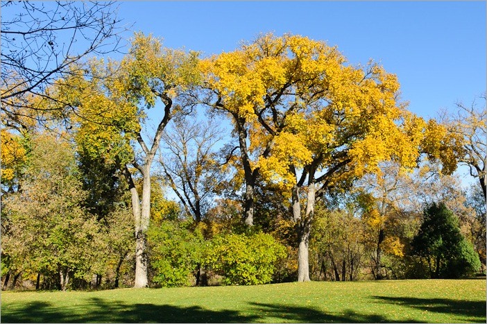 Flamboyant trees