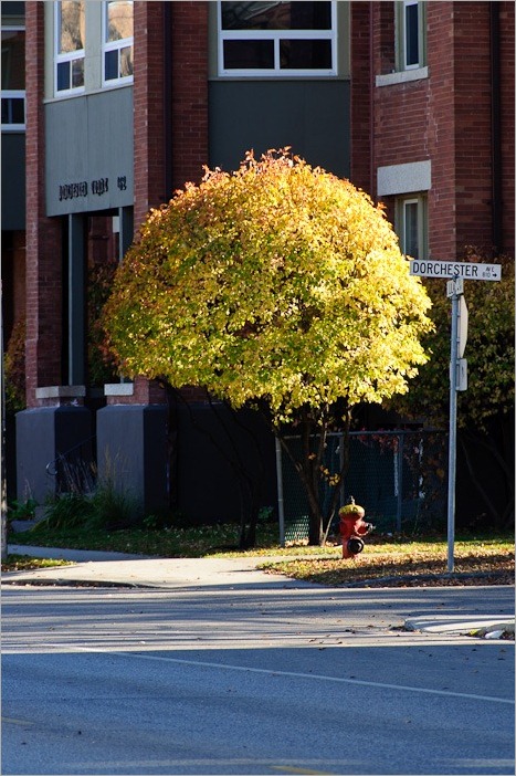 Small tree in the street