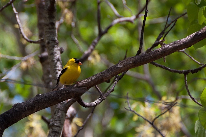 American Goldfinch