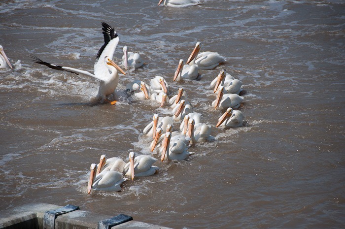 American White Pelicans