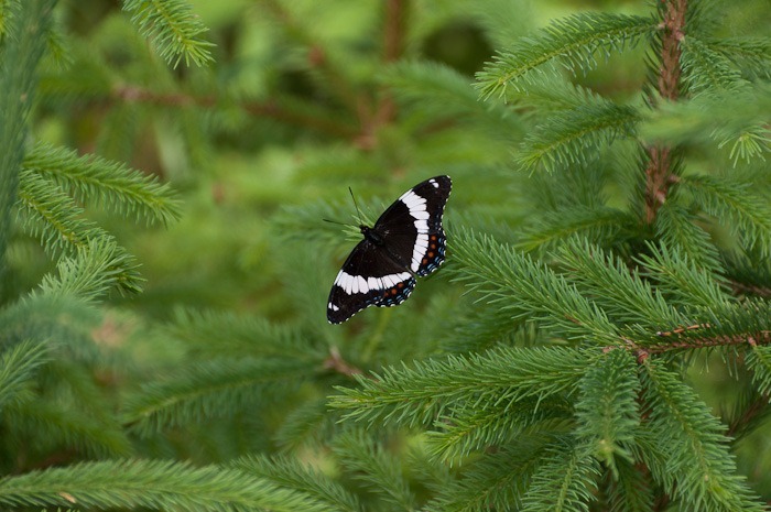 White Admiral