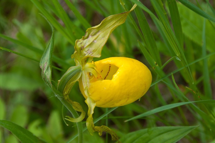 Ladyslippers